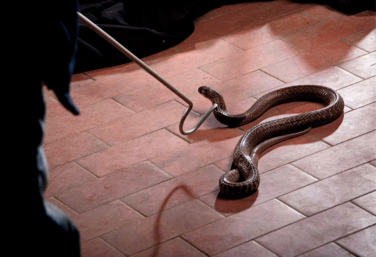 a professional catching a snake indoors.